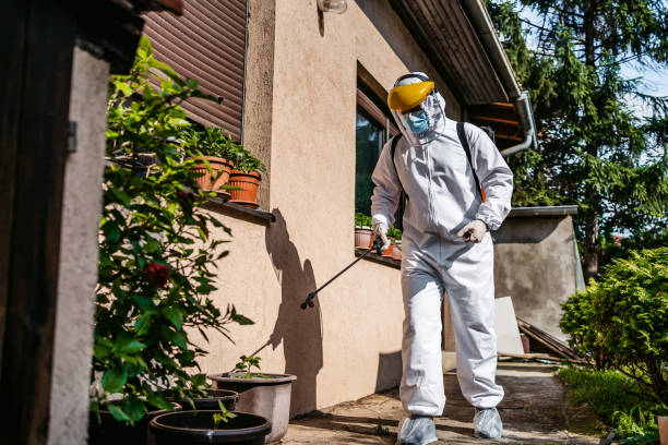 Wasp Removal Services