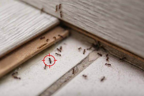 Best Termite Control Services  in Iowa Park, TX