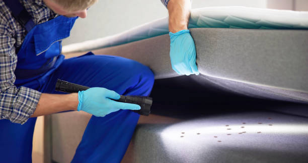 Best Insect Control  in Iowa Park, TX