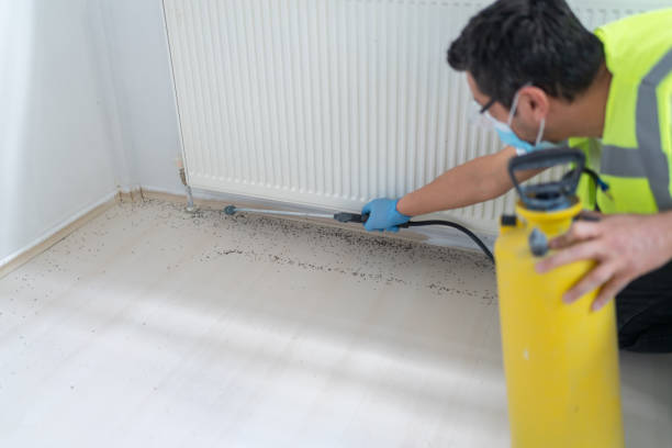Best Flea Control Services  in Iowa Park, TX