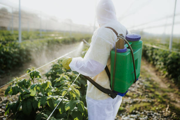 Best Bed Bug Extermination  in Iowa Park, TX